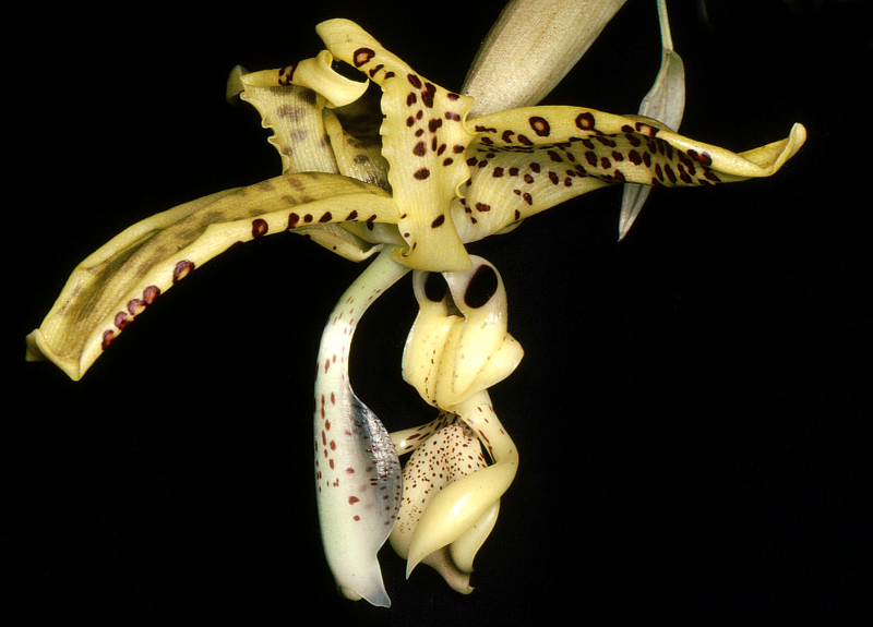 Illustration for article titled Why Did Plants Evolve These Weird and Horrific Flowers?